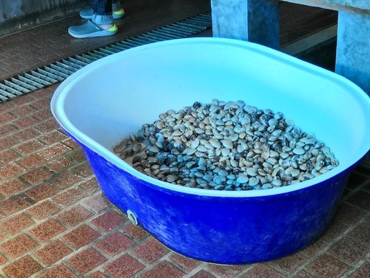 양어지 통풍장치를 위한 Hdpe  선상저밀도폴리에틸렌 당번 주형